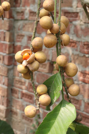 Aphanamixis polystachya plant on jungle.の写真素材