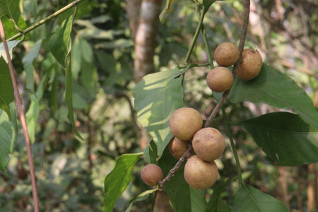 Aphanamixis polystachya plant on jungle.の写真素材
