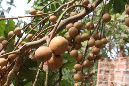 Aphanamixis polystachya plant on jungle.の写真素材