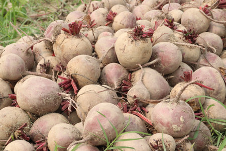 Beetroot plant on farm for harvest are cash crops. Its juice helps heart and lungs work better during exercise. Nitric oxide from beets increases blood flow to your muscles. Helps cells grow and functionの写真素材