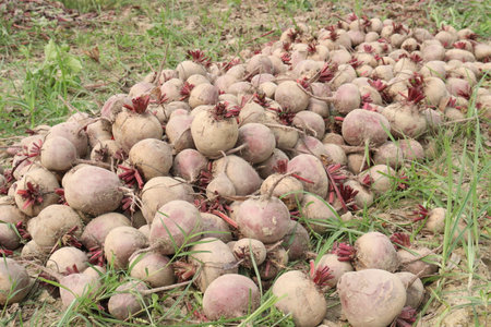 Beetroot plant on farm for harvest. Its juice helps heart and lungs work better during exercise. Nitric oxide from beets increases blood flow to your muscles. Helps cells grow and function.の写真素材