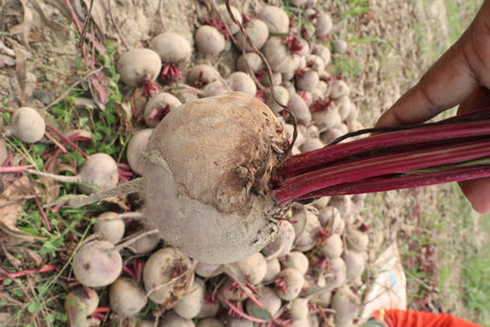 Beetroot plant on farm for harvest. Its juice helps heart and lungs work better during exercise. Nitric oxide from beets increases blood flow to your muscles. Helps cells grow and function.の写真素材