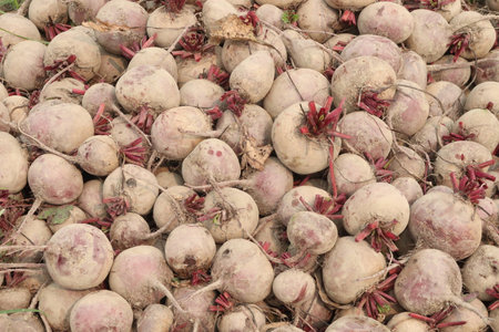 Beetroot plant on farm for harvest are cash crops.の写真素材