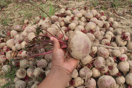 Beetroot plant on farm for harvest are cash crops. Its juice helps heart and lungs work better during exercise. Nitric oxide from beets increases blood flow to your muscles. Helps cells grow and functionの写真素材