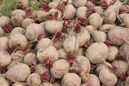 Beetroot plant on farm for harvest are cash crops.の写真素材