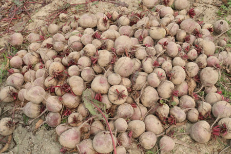 Beetroot plant on farm for harvest are cash crops.の写真素材