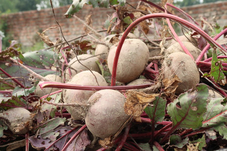 Beetroot plant on farm for harvest are cash crops.の写真素材