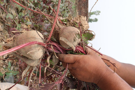 Beetroot plant on farm for harvest are cash crops.の写真素材