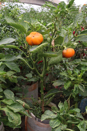 Bell pepper on tree in farm are cash crops. They have vitamin C, which helps in controlling blood pressure. Just one cup of banana pepper includes nearly half your recommended daily value of vitamin B6の写真素材