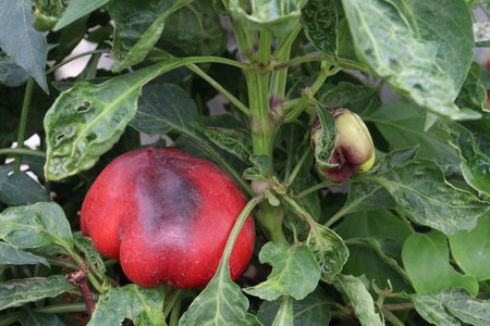 Bell pepper on tree in farm are cash crops. have vitamin C, controlling blood pressure. Just one cup of banana pepper includes nearly half your recommended daily value of vitamin B6の写真素材
