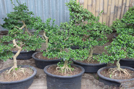 Big Ficus Bonsai plant on pot in nurseryの写真素材