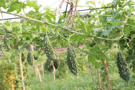 Bitter melon on tree in the farm for harvest are cash crops.の写真素材