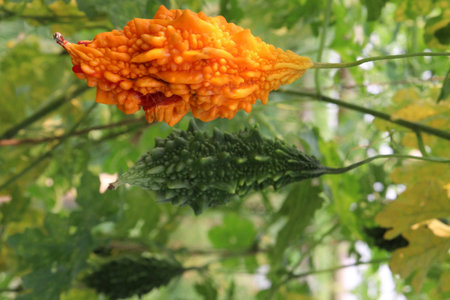 Bitter melon on tree in the farm for harvest are cash crops.の写真素材