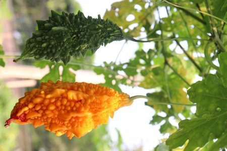 Bitter melon on tree in the farm for harvest are cash crops.の写真素材