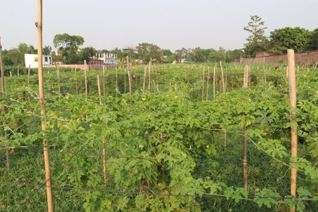 Bitter melon on tree in the farm for harvest are cash crops.の写真素材