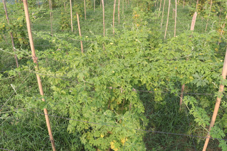 Bitter melon on tree in the farm for harvest are cash crops.の写真素材