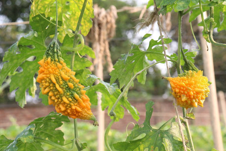 Bitter melon on tree in the farm for harvest are cash crops.の写真素材