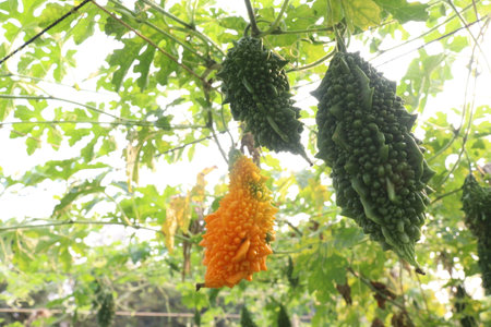 Bitter melon on tree in the farm for harvest are cash crops.の写真素材