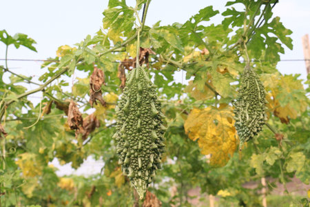 Bitter melon on tree in the farm for harvest are cash crops.の写真素材