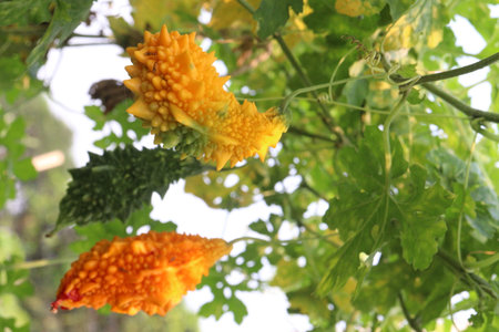 Bitter melon on tree in the farm for harvest are cash crops.の写真素材