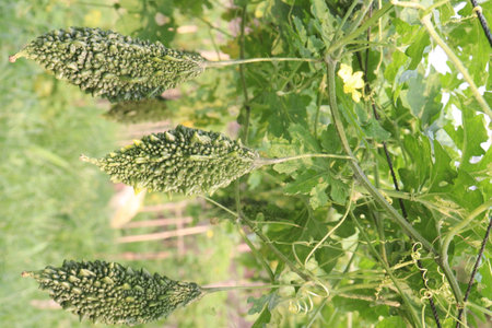 Bitter melon on tree in the farm for harvest are cash crops.の写真素材