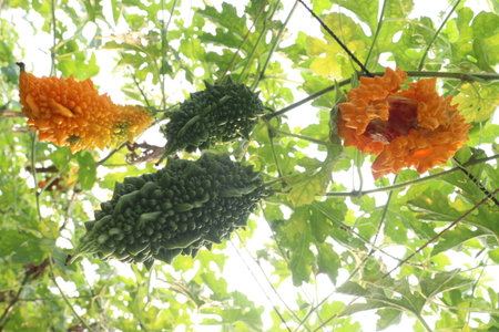 Bitter melon on tree in the farm for harvest are cash crops.の写真素材