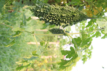 Bitter melon on tree in the farm for harvest are cash crops.の写真素材
