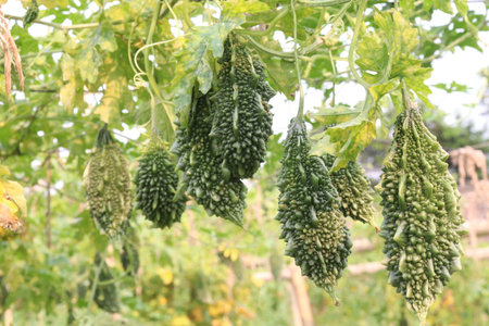 Bitter melon on tree in the farm for harvest are cash crops.の写真素材