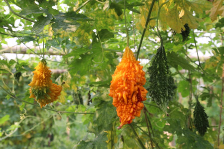 Bitter melon on tree in the farm for harvest are cash crops.の写真素材