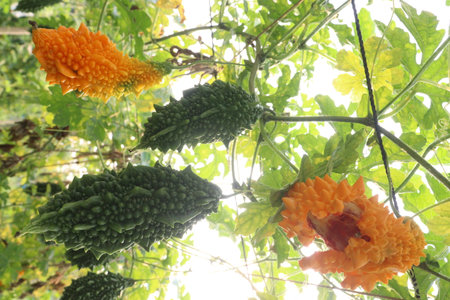 Bitter melon on tree in the farm for harvest are cash crops.の写真素材