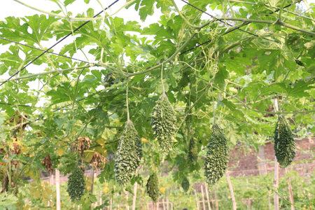 Bitter melon on tree in the farm for harvest are cash crops.の写真素材