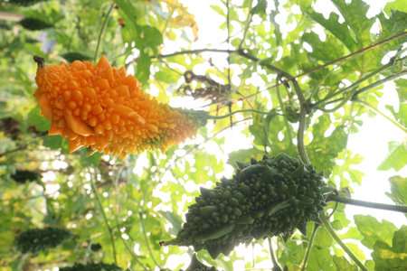 Bitter melon on tree in the farm for harvest are cash crops.の写真素材