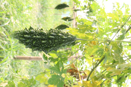Bitter melon on tree in the farm for harvest are cash crops.の写真素材