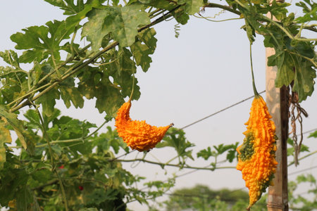 Bitter melon on tree in the farm for harvest are cash crops.の写真素材