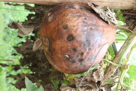 bottle guard farm on field for harvestの写真素材