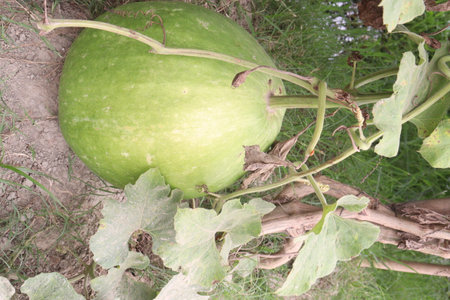 bottle guard farm on field for harvestの写真素材