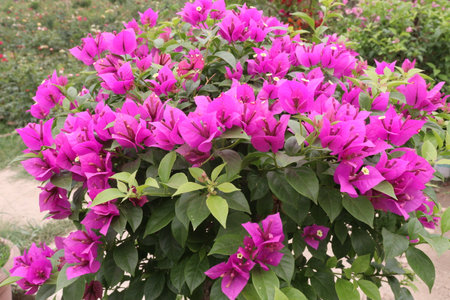 Bougainvillea flower plant on farm for sell are cash crop.の写真素材