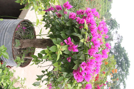 Bougainvillea flower plant on farm for sell are cash crop.の写真素材