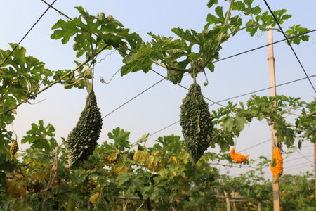 Bitter melon on tree in the farm for harvest are cash crops.の写真素材