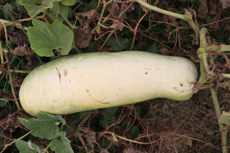 rip bottle guard farm on field for harvestの写真素材