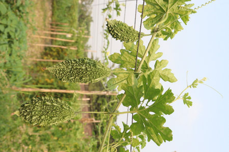 Bitter melon on tree in the farm for harvest are cash crops.の写真素材