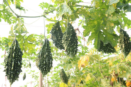 Bitter melon on tree in the farm for harvest are cash crops.の写真素材