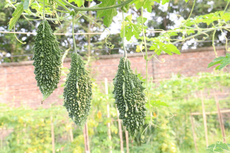 Bitter melon on tree in the farm for harvest are cash crops.の写真素材