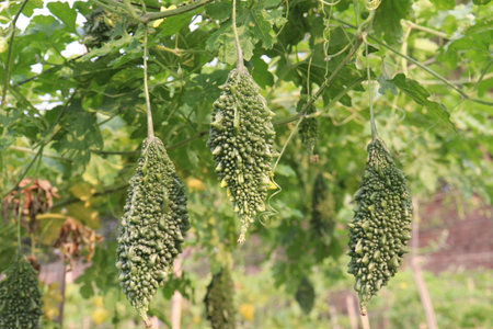 Bitter melon on tree in the farm for harvest are cash crops.の写真素材