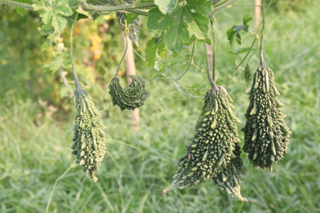 Bitter melon on tree in the farm for harvest are cash crops.の写真素材