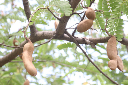 A leguminous tree bearing edible fruit that is indigenous. It belongs to the family Fabaceae