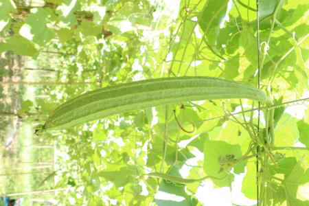 Luffa acutangula on farm for harvest are cash crops its vegetable