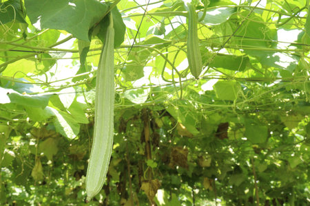 Luffa acutangula on farm for harvest are cash crops its vegetable