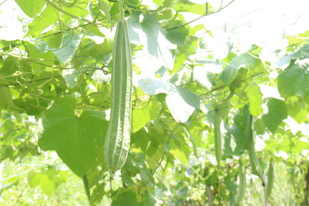 Luffa acutangula on farm for harvest are cash crops its vegetable
