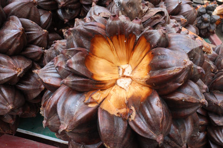 Nypa fruticans, nipa palm or mangrove palm fruit on shop for sell are cash crops, is a species of...